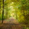 Karnataka to have more than 20 eco-trails by the end of 2019